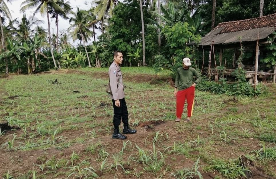 Kawal Program Ketahanan Pangan, Bhabin kamtibmas Polsek Kalipuro Monitoring Langsung Pertumbuhan Jagung Milik Warga